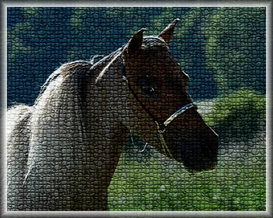 miniaturehorse